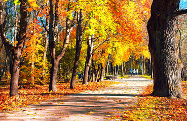 Naklejka na ściany i meble The path in the old Park in autumn
