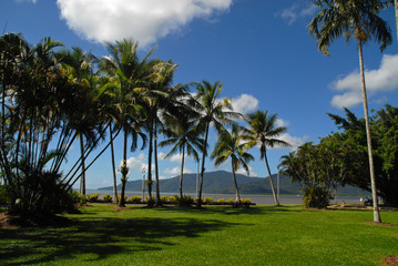 Fototapeta na wymiar Palm trees in Cairns, Australia