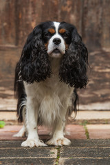 Cavalier King Charles Spaniel