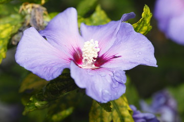 Blühende violet Hibiskus Blume © detailfoto
