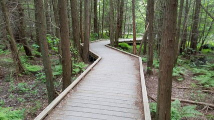 Path through the woods