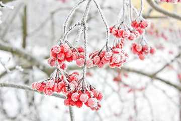 Winter Frozen Viburnum Under Snow. Viburnum In The Snow. First snow. Autumn and snow. Beautiful...