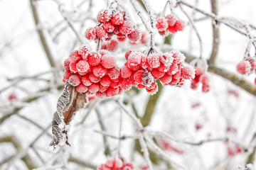 Winter Frozen Viburnum Under Snow. Viburnum In The Snow. First snow. Autumn and snow. Beautiful winter.