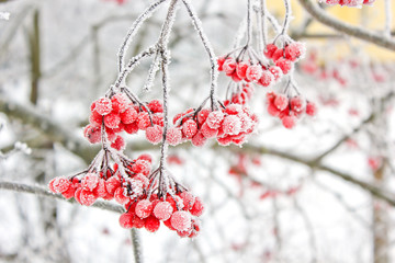 Winter Frozen Viburnum Under Snow. Viburnum In The Snow. First snow. Autumn and snow. Beautiful...