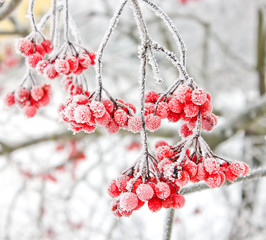 Winter Frozen Viburnum Under Snow. Viburnum In The Snow. First snow. Autumn and snow. Beautiful...