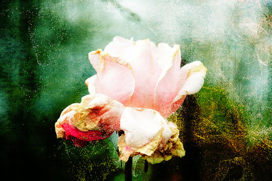 Fototapeta Biało-różowa róża na abstrakcyjnym tle