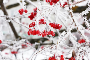 Winter Frozen Viburnum Under Snow. Viburnum In The Snow. First snow. Autumn and snow. Beautiful winter.