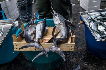 Swordfish at the fish market 