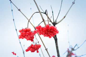 Winter Frozen Viburnum Under Snow. Viburnum In The Snow. First snow. Autumn and snow. Beautiful winter.