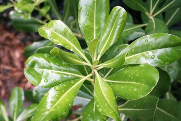 rain drops on the leaves
