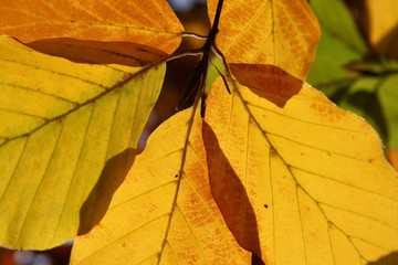 Herbstblätter