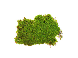 green moss on white background