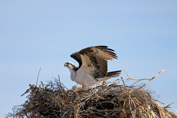 Osprey, Pandion haliaetus bird, Baja California Mexico America