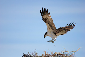 Osprey, Pandion haliaetus bird, Baja California Mexico America