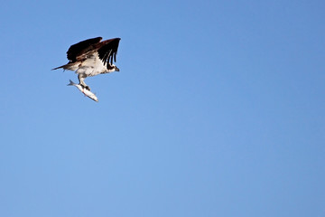 Osprey, Pandion haliaetus bird, Baja California Mexico America