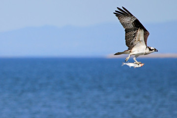 Osprey, Pandion haliaetus bird, Baja California Mexico America