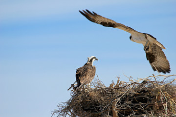Osprey, Pandion haliaetus bird, Baja California Mexico America