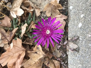 Fleur d'automne et feuilles mortes