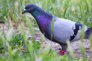 Pigeon in the grass in summer