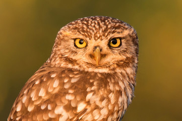 Cute owl, small bird with big eyes