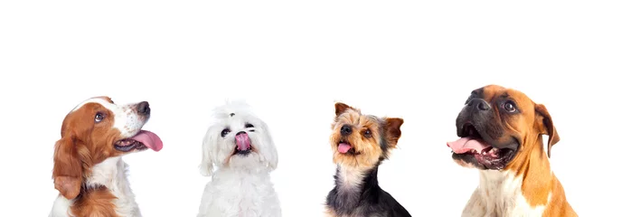 Crédence de cuisine en verre imprimé Chien Differents dogs looking up