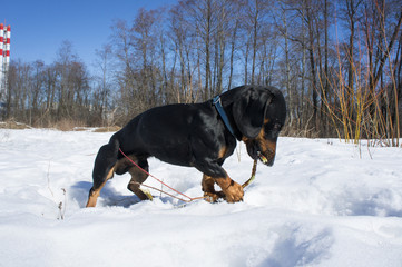 Black-tanted dachshund gnaws a stick
