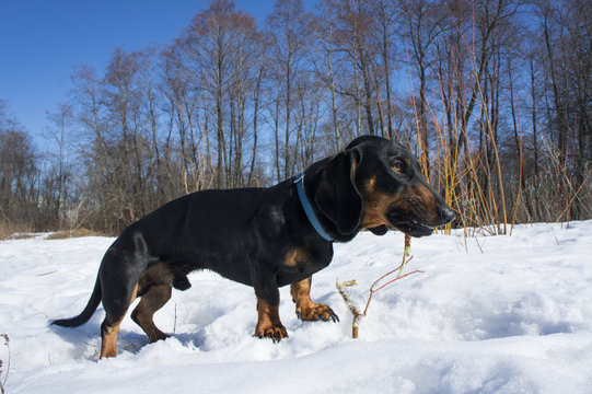 Black-tanted dachshund gnaws a stick