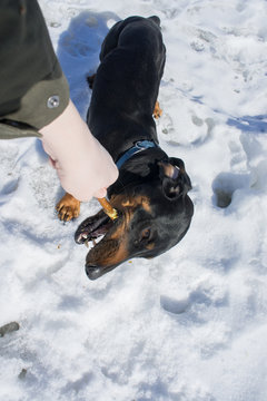Black-tanted dachshund gnaws a stick