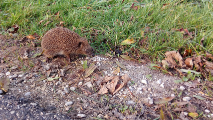 hedgehog © Redfox1980