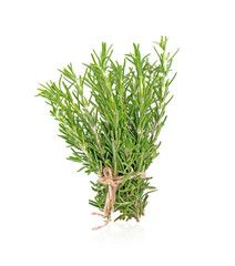 rosemary on white background