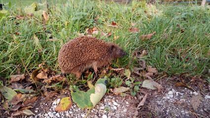 hedgehog © Redfox1980