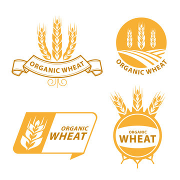 Paddy Wheat rice organic grain products food banner sign vector design
