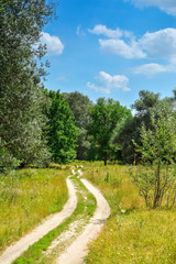 Dirt road in the forest - a sunny, summer day.