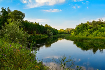 Summer forest landscape - the river and surrounded by greenery.