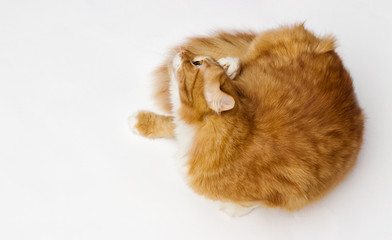 cat itches from fleas
