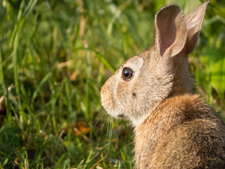 a curious small rabbit