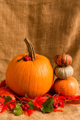 Close up various pumkins and red leaves