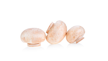 champignon  mushroom on white  background
