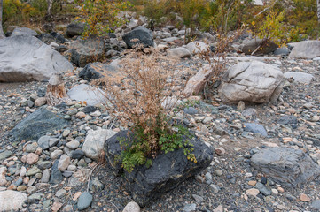 the Bush grows from the rocks on the shore of the turquoise river