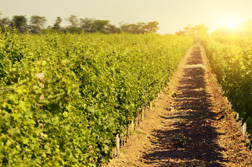 Obraz premium Green vineyards landscape under blue clear sky