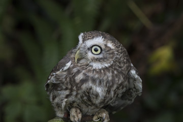 little owl close up portrait while perched