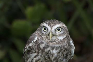 little owl close up portrait while perched