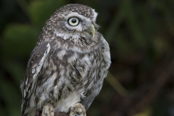 little owl close up portrait while perched