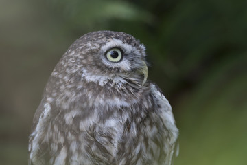 little owl close up portrait while perched