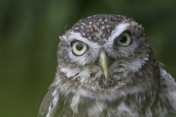 little owl close up portrait while perched