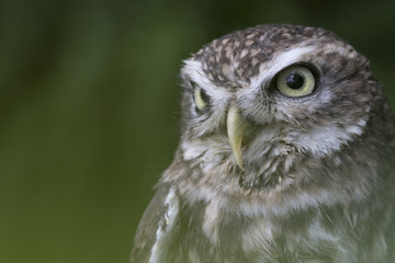 little owl close up portrait while perched