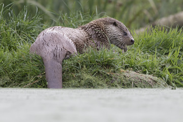 euroasian otter portrait while eating, swimming just above water