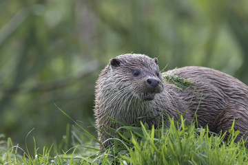 euroasian otter portrait while eating, swimming just above water