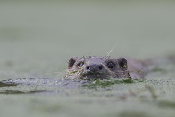 euroasian otter portrait while eating, swimming just above water