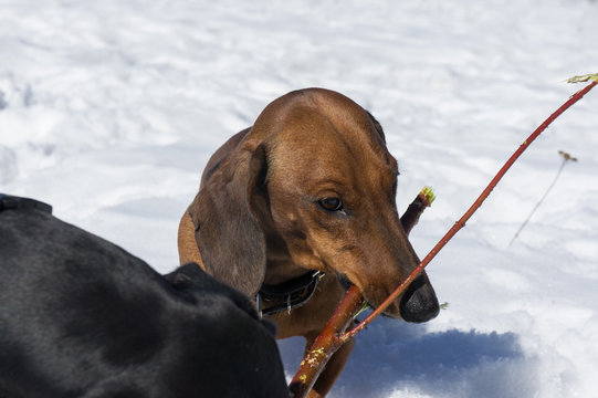 Red dachshund gnaws a stick